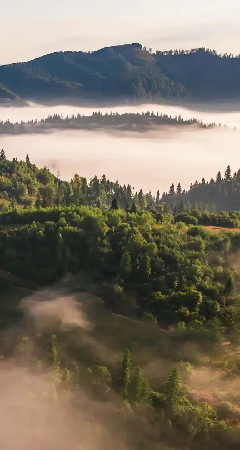 Thumbnail of KOM Charcoal 4